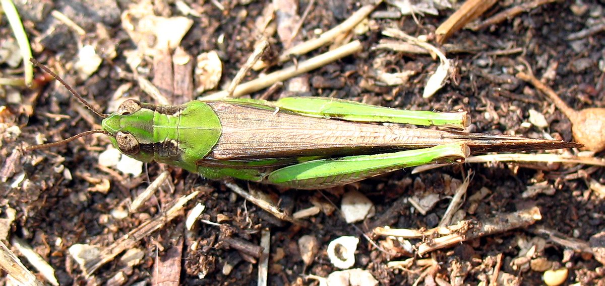 Aiolopus thalassinus in ovideposizione